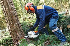 Servicios de jardinería