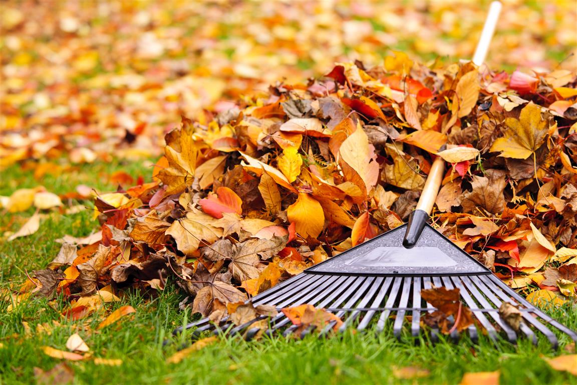 Cómo recoger las hojas secas del jardín en otoño? - Vaciado de pisos  Barcelona económicos | Vaciado Pisos BCN